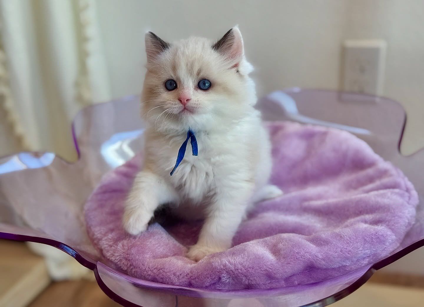 Home - Fluffy Paw Ragdolls